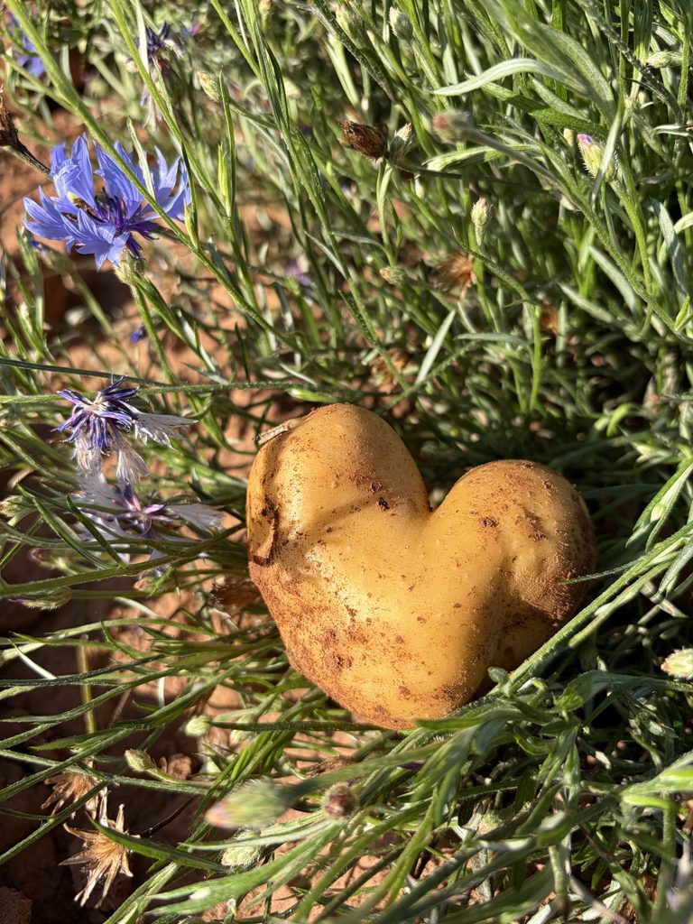 Kartoffel8
